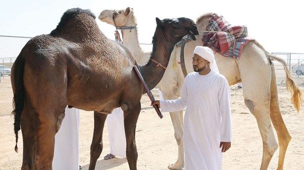 مهرجان الظفرة يبدأ «ترصيص الإبل» المشاركة في محطته الختامية