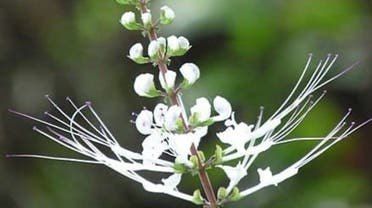 باحثون سعوديين يبهرون العالم بإكتشاف علاج طبيعي لأمراض السرطان.. لا علاج كيميائي بعد اليوم