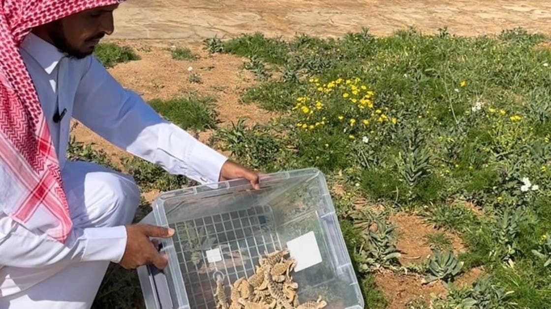 الخليج اليوم .. سعودي يحول مزرعته إلى محمية ضبان في القصيم