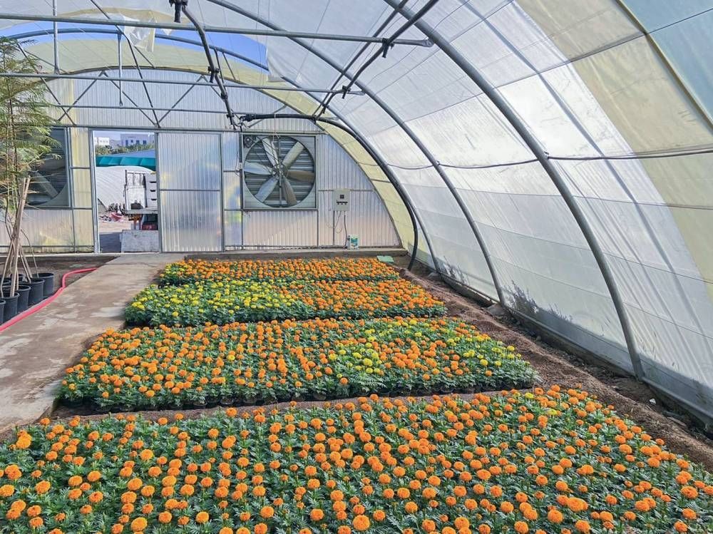 مشتل أمانة الطائف.. إنتاج 200 ألف شتلة زهور شتوية  