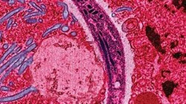 إحصائية صادمة لوفيات الملاريا في الكونغو بعام 2023