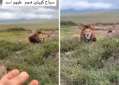 تراند اليوم : شاهد.. سياح كويتيون يستفزون "أسد" داخل غابة
