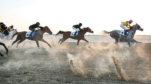1441 جائزة للمسابقات التراثية في مهرجان الظفرة الختامي