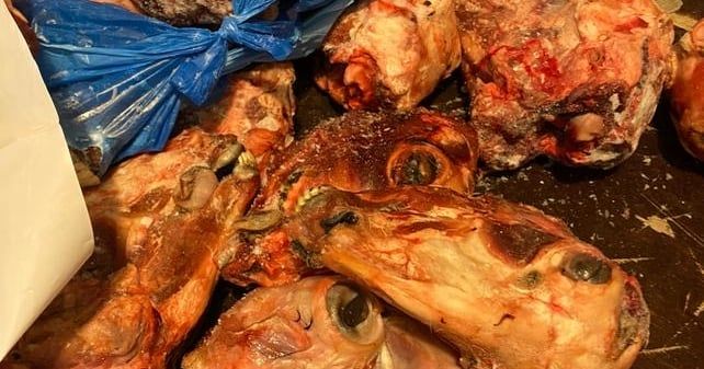 شاهد.. وقف توزيع رؤوس أغنام وشحوم وأكباد فاسدة على المطاعم بالطائف