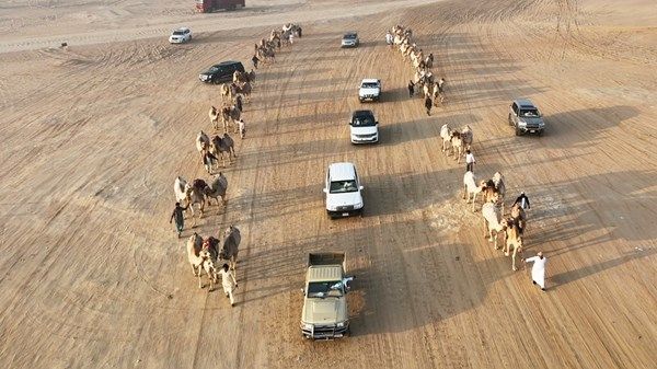 قوافل الإبل الخليجية تتوافد إلى مهرجان الظفرة