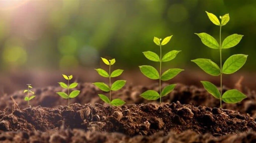 علماء يابانيون يرصدون "محادثة" بين النباتات