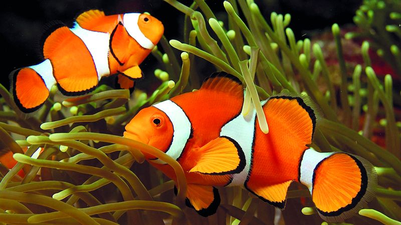 الامارات | السمكة الحساسة في خطر.. بسبب «البحث عن نيمو»