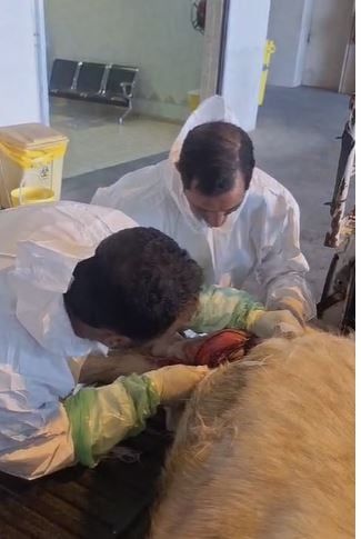 حائل.. تدخّل جراحي نادر يعيد لـ"تيس هولندي" قدرته على المشي طبيعيًا