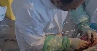 حائل.. تدخّل جراحي نادر يعيد لـ"تيس هولندي" قدرته على المشي طبيعيًا