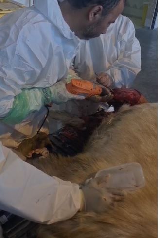 حائل.. تدخّل جراحي نادر يعيد لـ"تيس هولندي" قدرته على المشي طبيعيًا