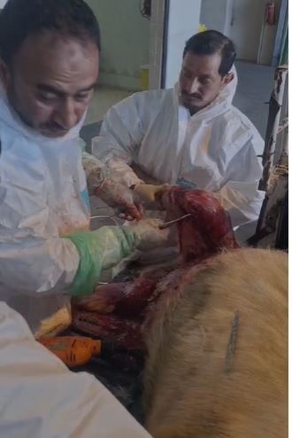 حائل.. تدخّل جراحي نادر يعيد لـ"تيس هولندي" قدرته على المشي طبيعيًا