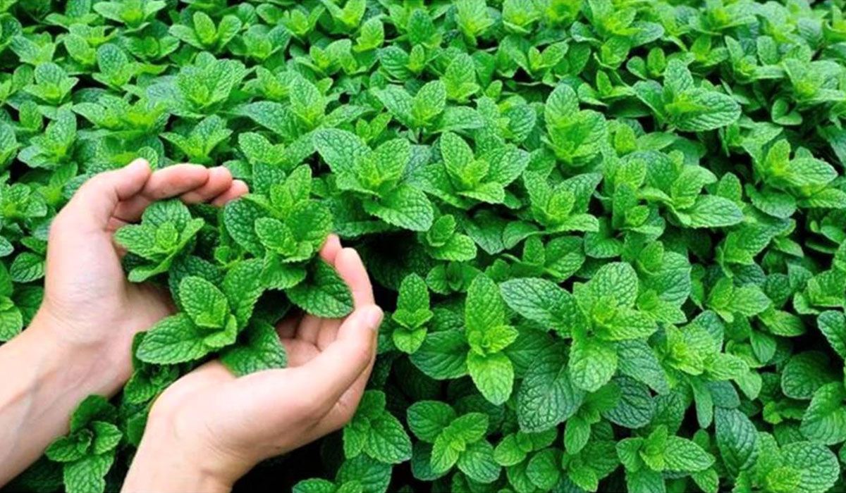 تراند اليوم : تعرف على فوائد النعناع وأضراره