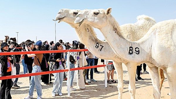 اليوم.. انطلاق «المحطة الختامية» من مهرجان الظفرة في مدينة زايد