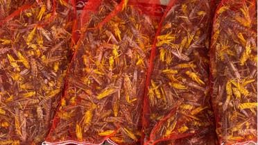 الخليج اليوم .. تخيل "برغر" من الجراد.. فيديو من السعودية لطبخه!