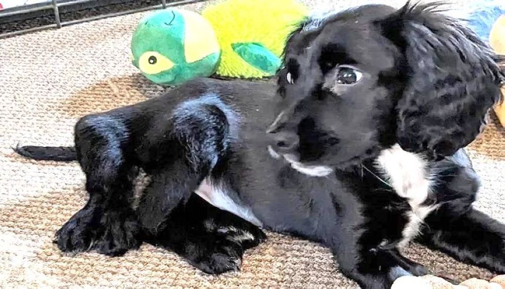 الامارات | جراحة تعيد كلبة بستة أرجل لحياة طبيعية على أربع