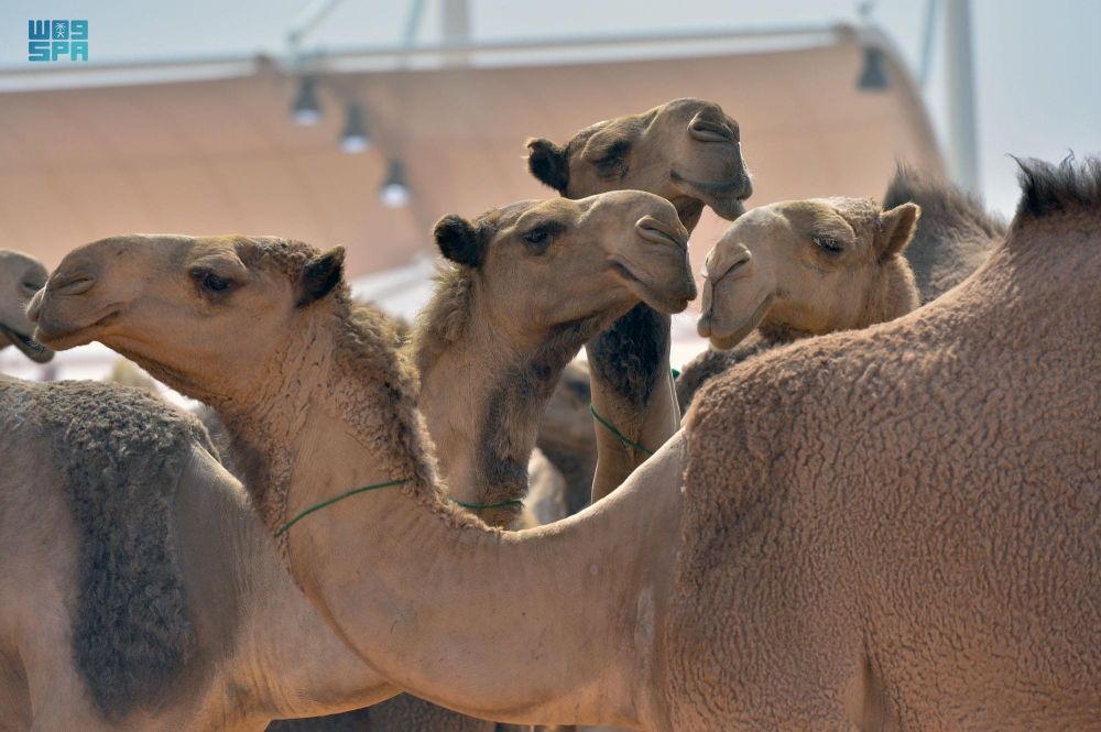 "ريف السعودية".. ترقيم نصف مليون رأس من الإبل والماشية