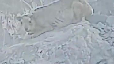 الخليج اليوم .. "حيوان غريب" يظهر في جبال مكة