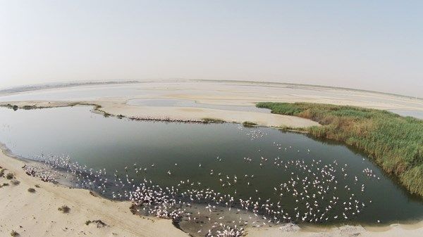 «العالمي للتربية البيئية» يركز على 10 محاور لبناء مستقبل مستدام