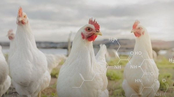 اعتباراً من أول فبراير.. حظر استخدام «الكوليستين» في القطاع البيطري