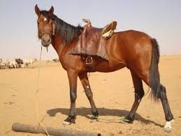 حكم أكل لحم الحصان حلال أم حرام؟.. «الإفتاء» تحسم الجدل