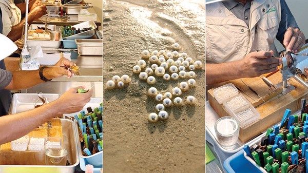 افتتاح مركز «لؤلؤ أبوظبي» في المرفأ