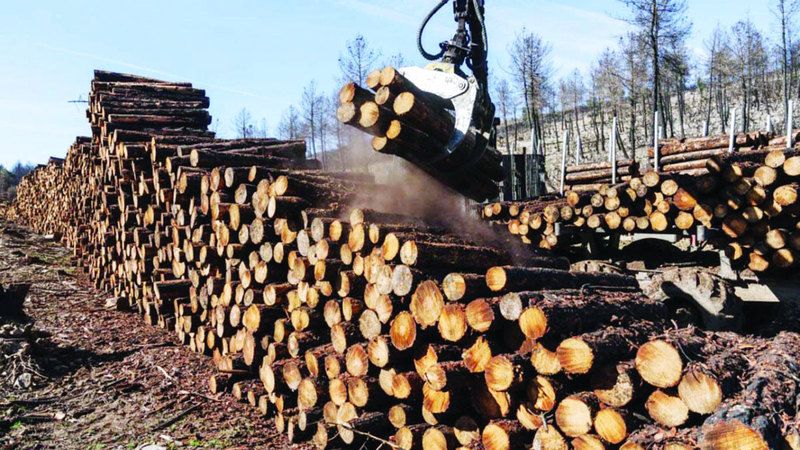 الامارات | وثائقي ينتقد «آيكيا صائد الغابات»