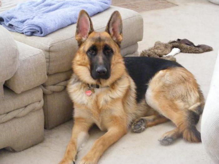 قرار عاجل من الطب البيطري بعد عقر كلب مسعور 19 شخصًا