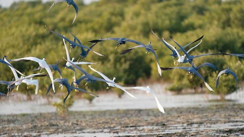 «جزر أم القيوين».. تنوّع بيئي وموائل طبيعية