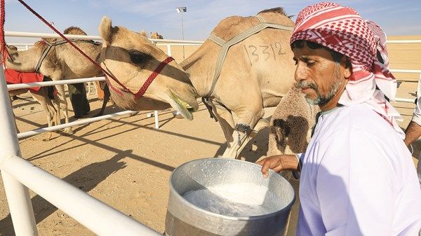 «الحلاب».. عادة قديمة أعادها «الظفرة التراثي» من جديد
