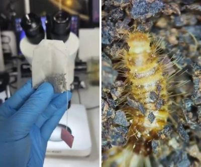 تراند اليوم : شاهد.. باحث يضع كيس شاي تحت المجهر.. وعند فحص مكوناته كانت المفاجأة