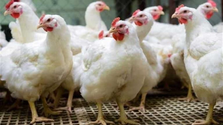 ارتفاع متوسط سعر الدواجن اليوم الاثنين بالأسواق (موقع رسمي)