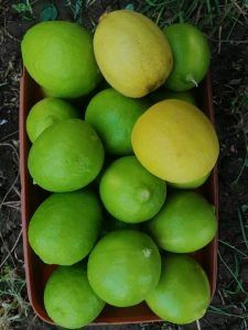 قشرة الرأس… وصفات منزلية للعلاج