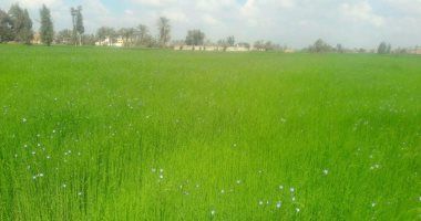 تعرف على أهم توصيات الزراعة لمزارعى الكتان