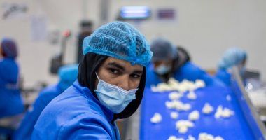 ‫ متبقيات المبيدات ينظم ورشة لتدريب العاملين بمصانع تصدير الخضر والفاكهة