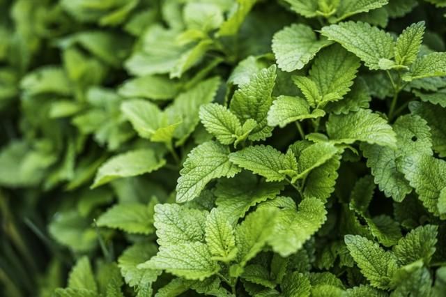 المليسا أفضل الأعشاب للتخلص من الكرش