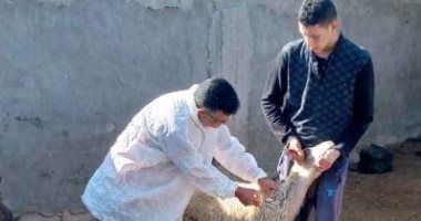 الطب البيطرى: انطلاق الحملة القومية للتحصين ضد الجلد ‎العقدى وجدرى الأغنام بالفيوم