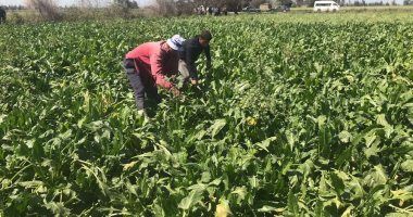 معلومات الوزراء: الثورة الخضراء زادت السعرات الحرارية المنتجة لفدان الزراعة