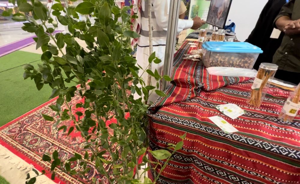 فيديو.. مختص لـ ”اليوم“ شجرة المسواك مشروع آمن واستثمار عالي الربح