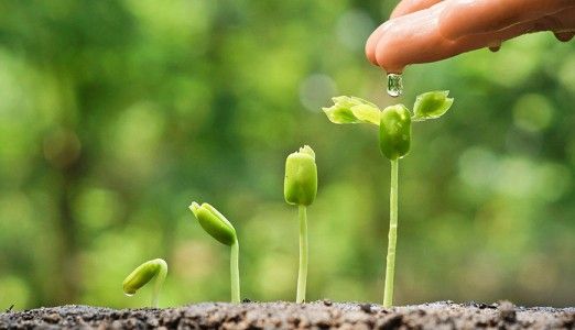 الزعاق يكشف عن موعد أول أيام بذرة الست .. فيديو