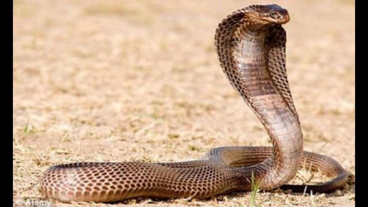 الامارات | هندية تحاول قتل زوجها بواسطة ثعبان سام