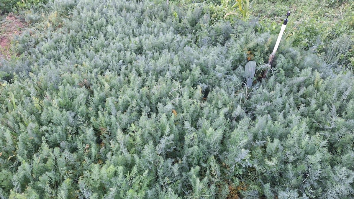 اكتست بالبياض فجرًا وحتى الصباح.. الثلوج تزين المزروعات في شقراء