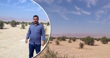 تعرف على أهم توصيات مركز البحوث الزراعية لزراعة الزيتون فى مصر