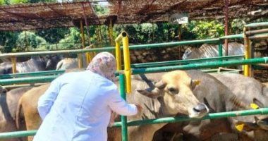 ما لا تعرفه عن صندوق التأمين على الماشية.. يتكفل بعلاجها في حالة مرضها