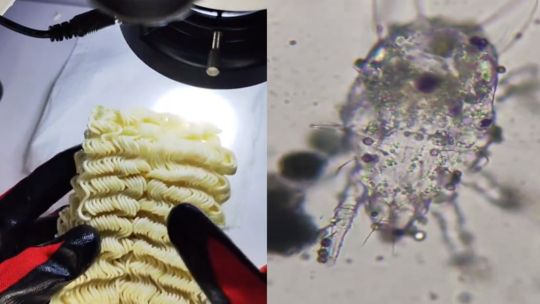 الخليج اليوم .. السعودية.. "الغذاء والدواء" ترد على فيديو صادم للعثور على حشرات داخل النودلز (فيديو)