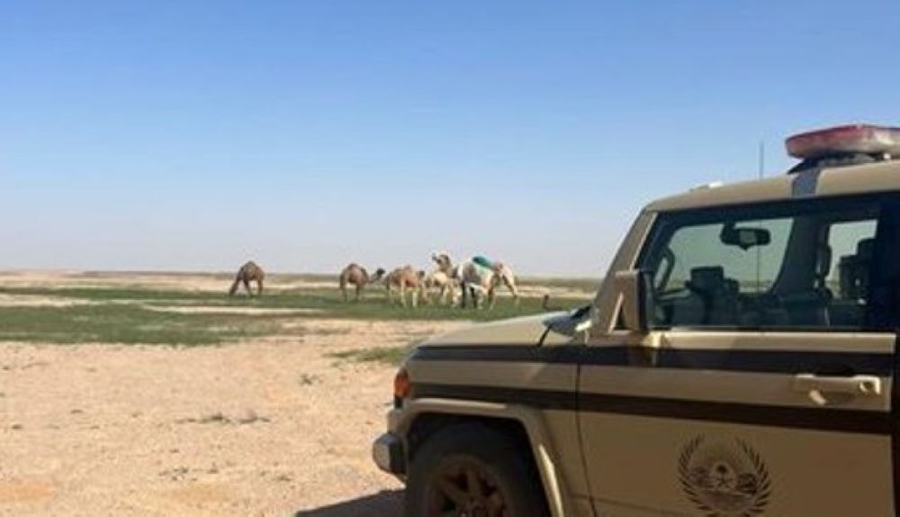 ضبط مواطن لارتكابه مخالفة رعي بالرياض.. اعرف العقوبة