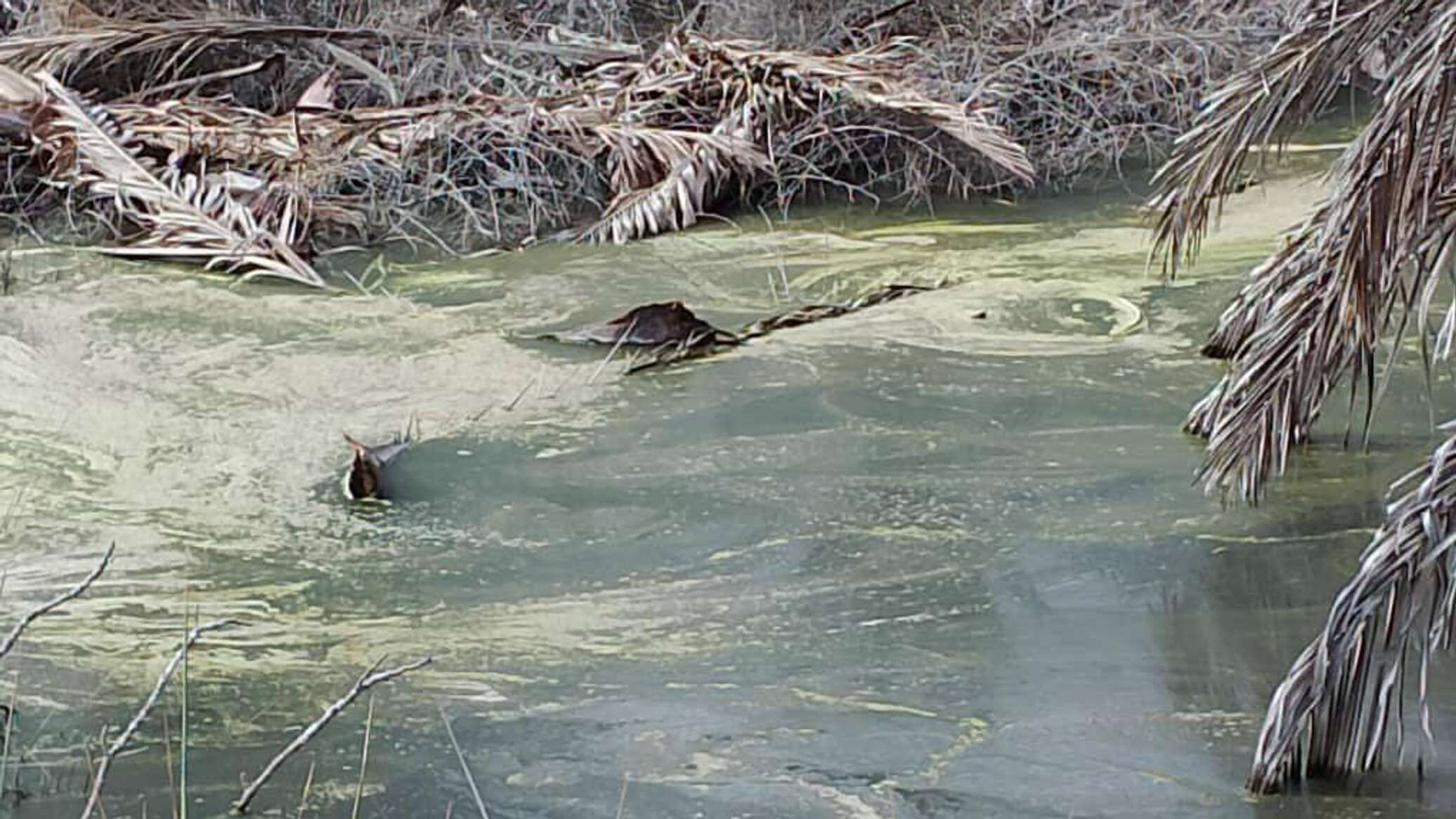 مجلس النواب الليبي يعلن زليتن "مدينة منكوبة"