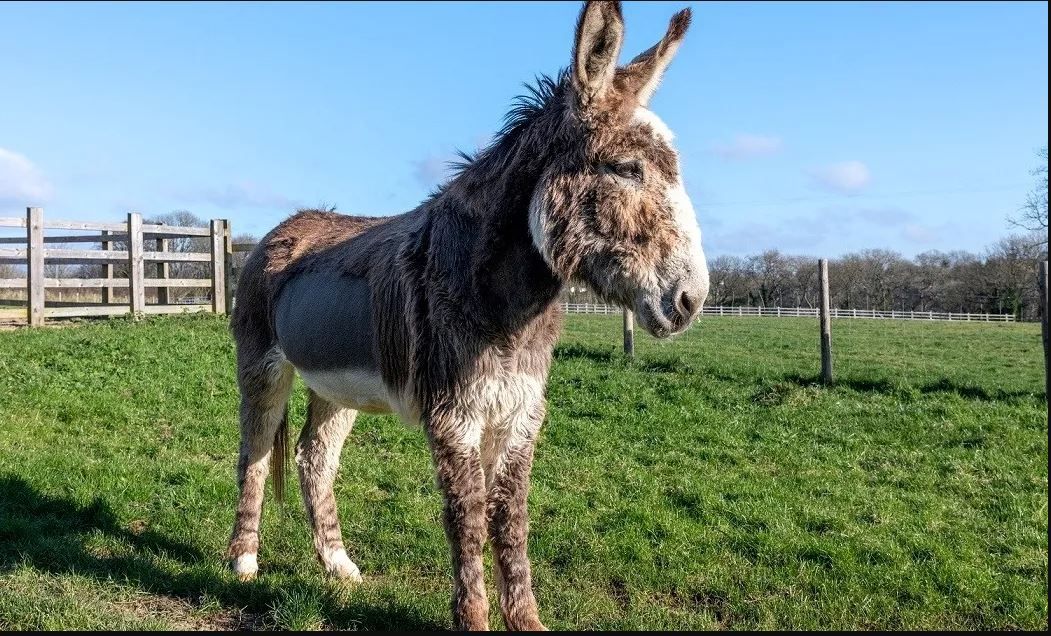 الامارات | إنقاذ حمار حزين على فراق أمه