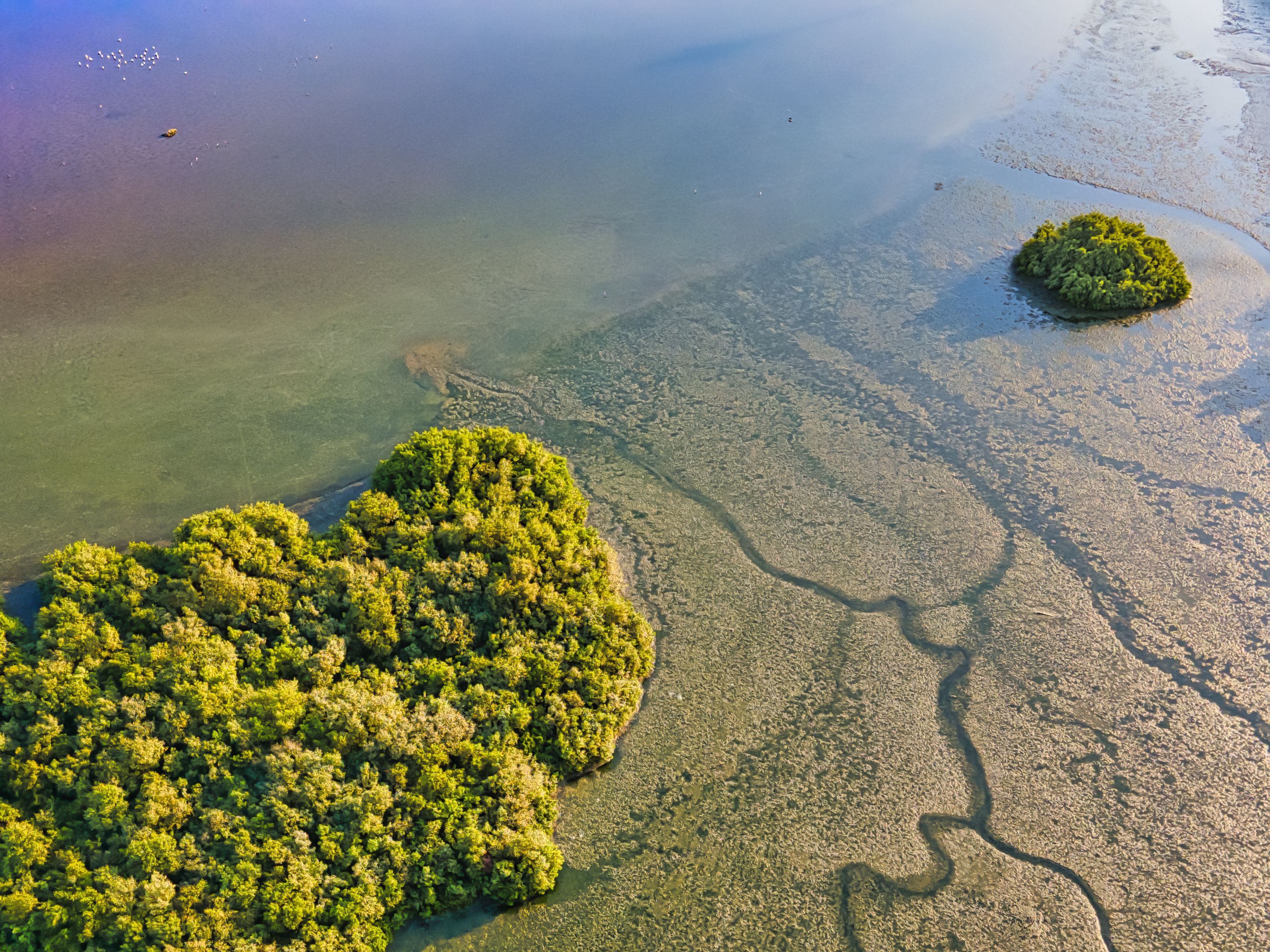 الامارات | المحميات البحرية في الإمارات.. وجهات استثنائية لاكتشاف كنوز الطبيعة الساحرة