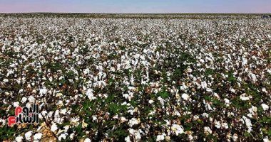 "قصير التيلة" بشرق العوينات يوفر 25‎% من استيراد الأقطان من الخارج