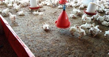 شعبة الدواجن تعلن انخفاض أسعار الفراخ للمرة الثانية والكيلو 85 جنيها بالمزرعة